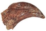 Fossil Dinosaur or Reptile Claw - Kem Kem Beds, Morocco #238362-1